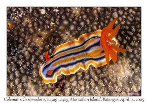 Coleman's Chromodoris