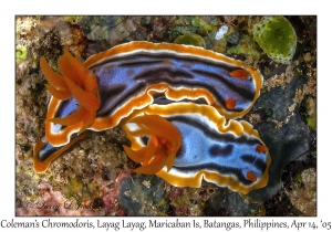 Coleman's Chromodoris