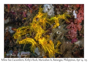 Yellow Sea Cucumber