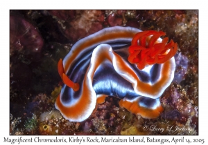 Magnificent Chromodoris