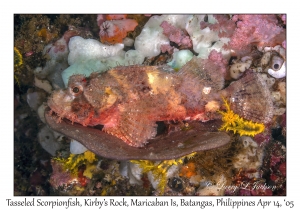 Tasseled Scorpionfish