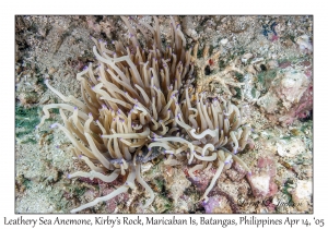 Leathery Sea Anemone