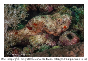 Devil Scorpionfish