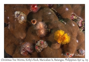 Christmas Tree Worms