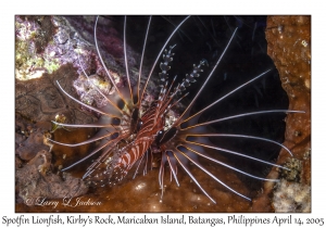 Spotfin Lionfish