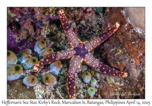 Heffernan's Sea Star