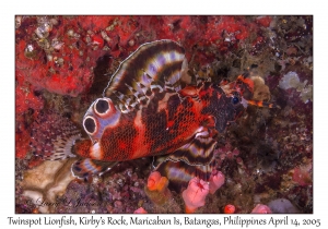 Twinspot Lionfish