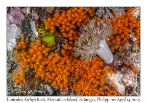 Tunicates