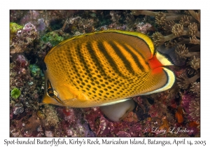 Spot-banded Butterflyfish