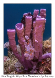 Giant Frogfish