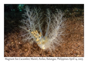 Magnum Sea Cucumber