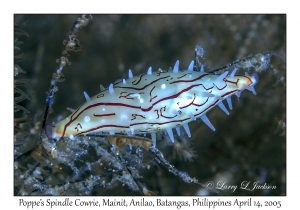 Poppe's Spindle Cowrie