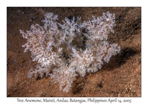 Tree Anemone