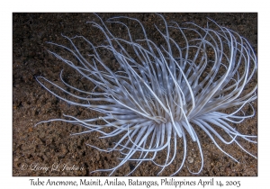 Tube Anemone