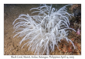 Black Coral