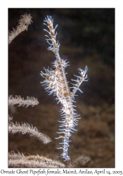 Ornate Ghost Pipefish female