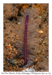 Sea Pen