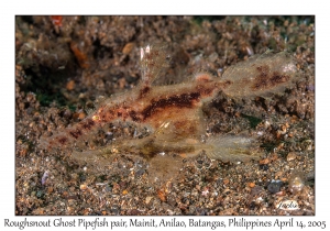 Roughsnout Ghost Pipefish pair