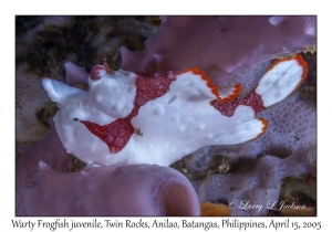 Warty Frogfish juvenile