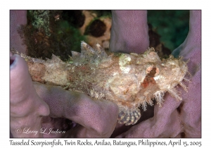 Tasseled Scorpionfish