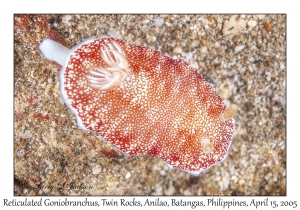 Reticulated Goniobranchus