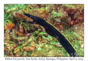 Ribbon Eel juvenile