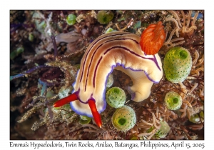 Emma's Hypselodoris