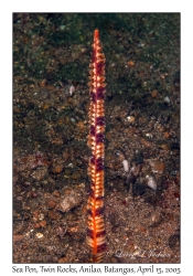 Sea Pen