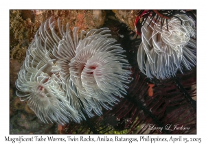 Magnificent Tube Worms