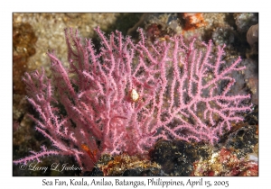 Sea Fan