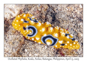 Ocellated Phyllidia