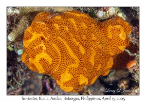 Tunicates