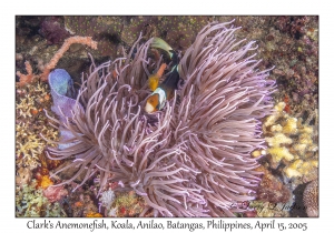 Clark's Anemonefish