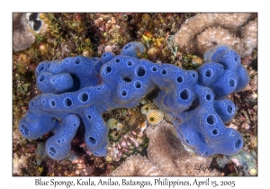 Blue Sponge