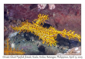 Ornate Ghost Pipefish female