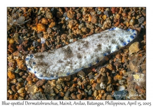 Blue-spotted Dermatobranchus