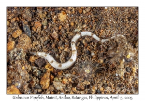 Unknown Pipefish