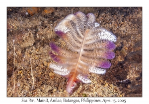 Sea Pen