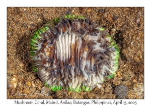 Mushroom Coral