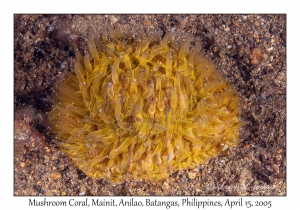 Mushroom Coral