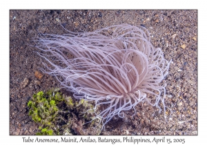 Tube Anemone