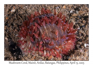 Mushroom Coral