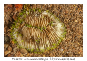 Mushroom Coral