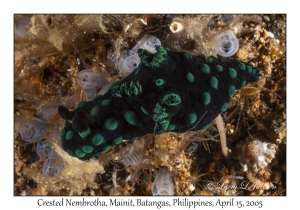 Crested Nembrotha