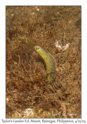 Taylor's Garden Eel