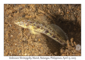 Unknown Shrimpgoby