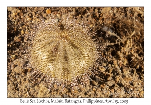 Bell's Sea Urchin