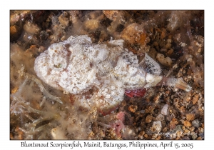 Bluntsnout Scorpionfish