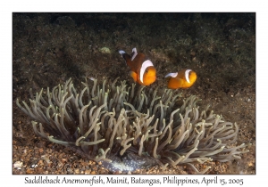 Saddleback Anemonefish