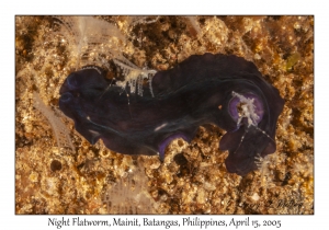 Night Flatworm